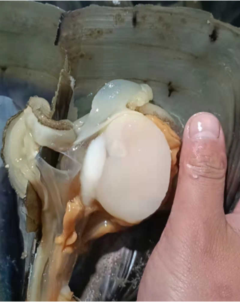 精品鲜贝二级带子，一级带子绿皮肥货，全国供应，烧烤精品