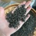2024新茶茶春茶毛峰散装贵州茶叶毛尖茶浓香型