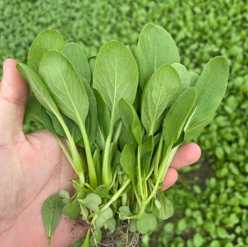 杂交鸡毛菜种子青菜种子青梗耐热耐湿耐雨水夏季专用