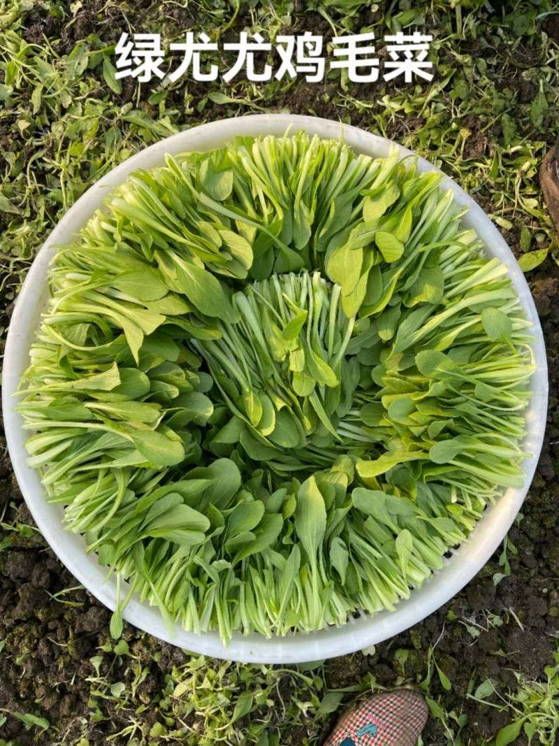 杂交鸡毛菜种子青菜种子青梗耐热耐湿耐雨水夏季专用