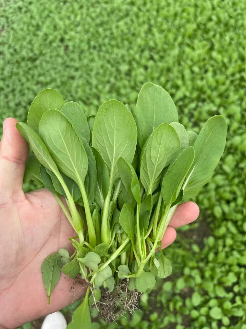 杂交鸡毛菜种子青菜种子青梗耐热耐湿耐雨水夏季专用