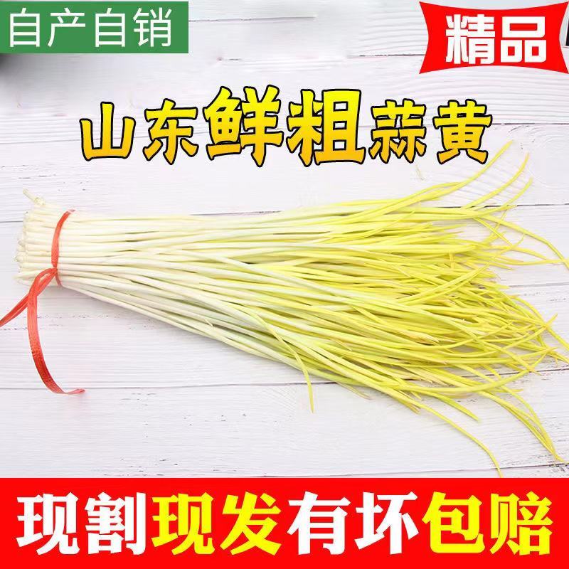 山东蒜黄大量上市，新鲜现割，头茬好货，质量保证，代发全国