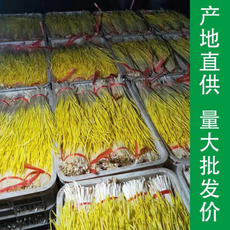 山东蒜黄大量上市，新鲜现割，头茬好货，质量保证，代发全国