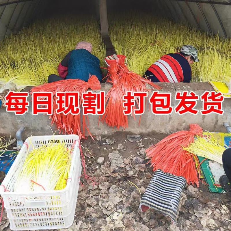 山东蒜黄大量上市，新鲜现割，头茬好货，质量保证，代发全国