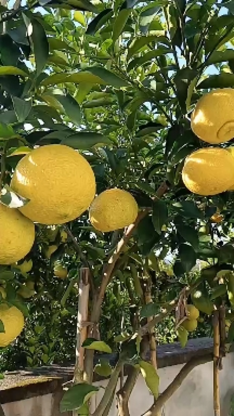 精选黄金贡柚苗子，杆茎粗壮，根系超好，价格便宜