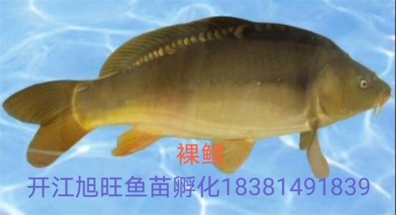 出售优质裸鲤寸苗