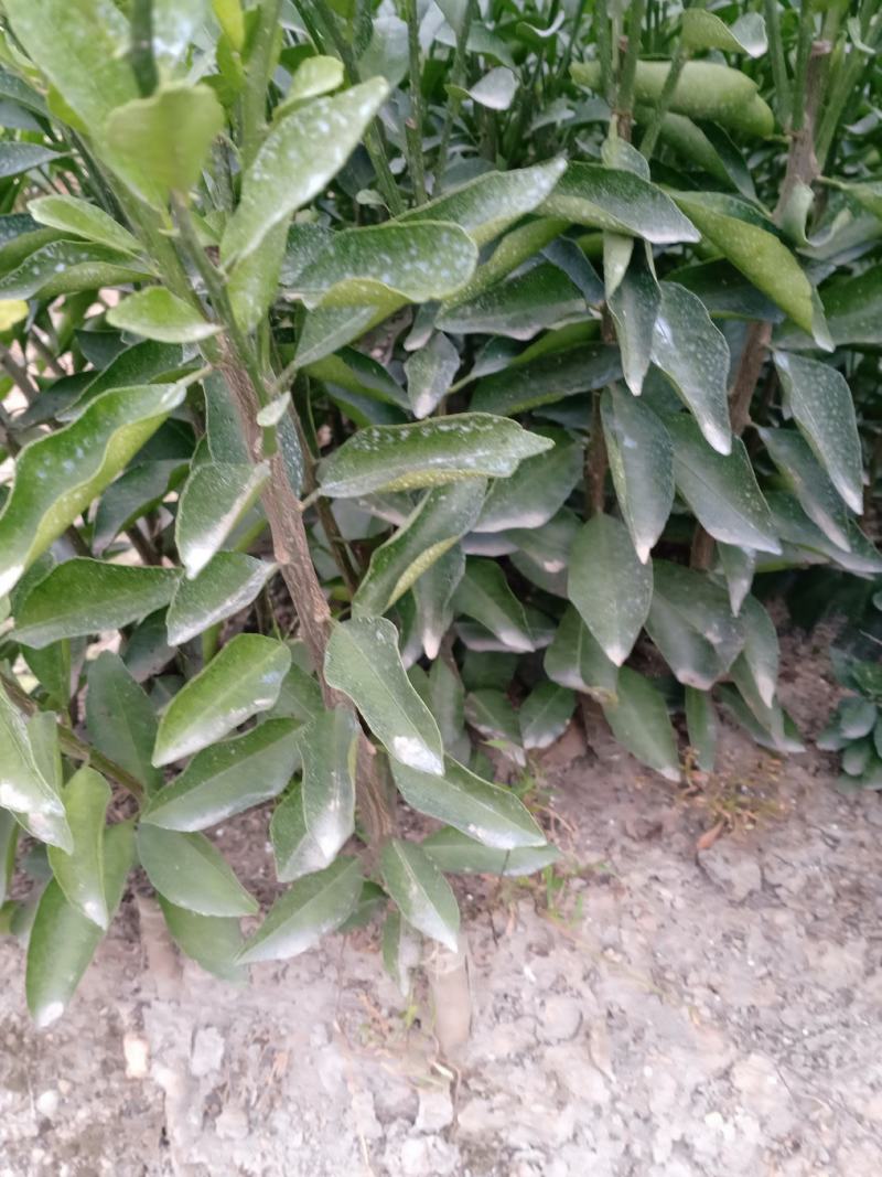 正宗原枝柑驳新会柑苗