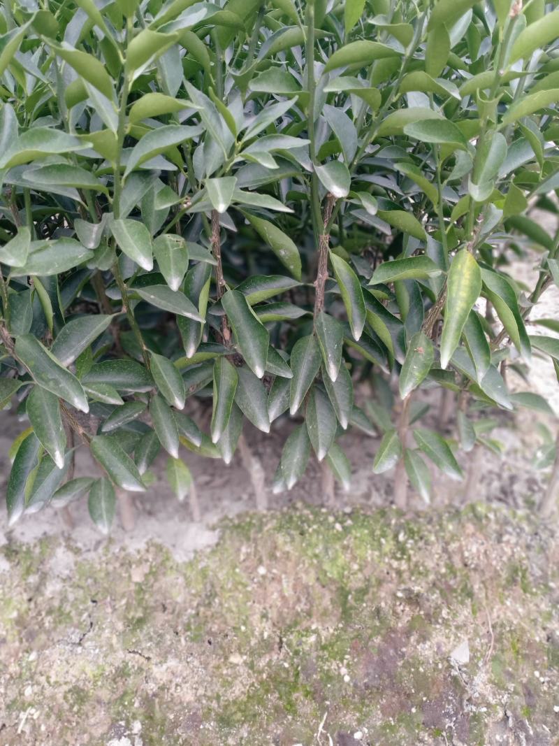 正宗原枝柑驳新会柑苗