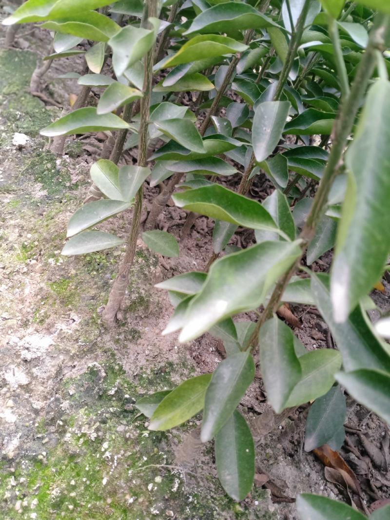 新会柑苗小青柑苗陈会柑苗