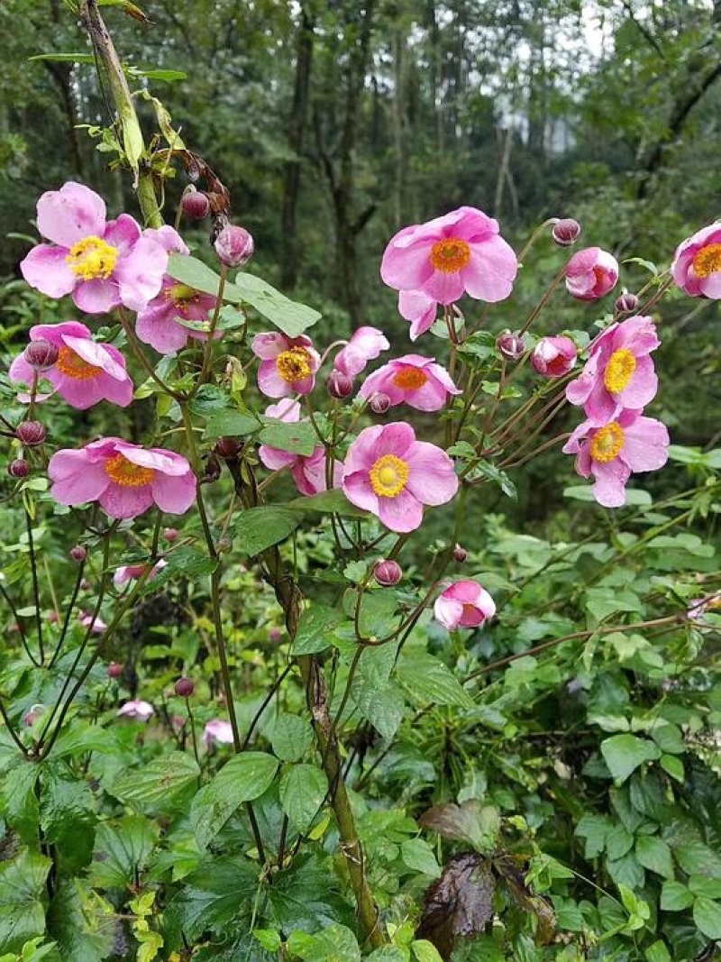 秋牡丹多年生宿根野棉花打破碗碗花观赏花苗盆栽地栽白头翁