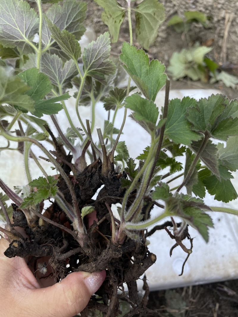 秋牡丹多年生宿根野棉花打破碗碗花观赏花苗盆栽地栽白头翁