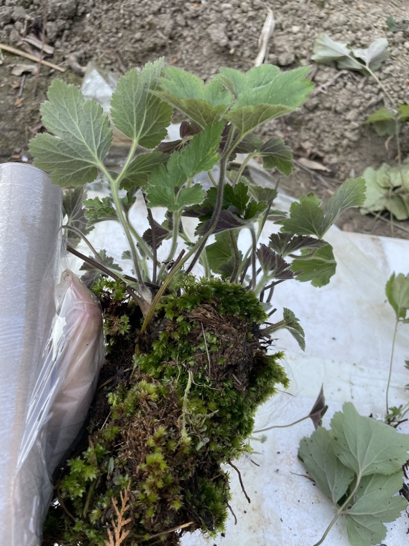 秋牡丹多年生宿根野棉花打破碗碗花观赏花苗盆栽地栽白头翁