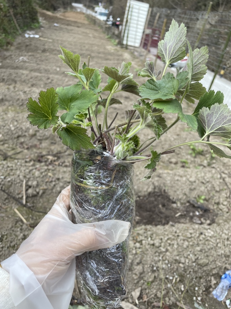 秋牡丹多年生宿根野棉花打破碗碗花观赏花苗盆栽地栽白头翁