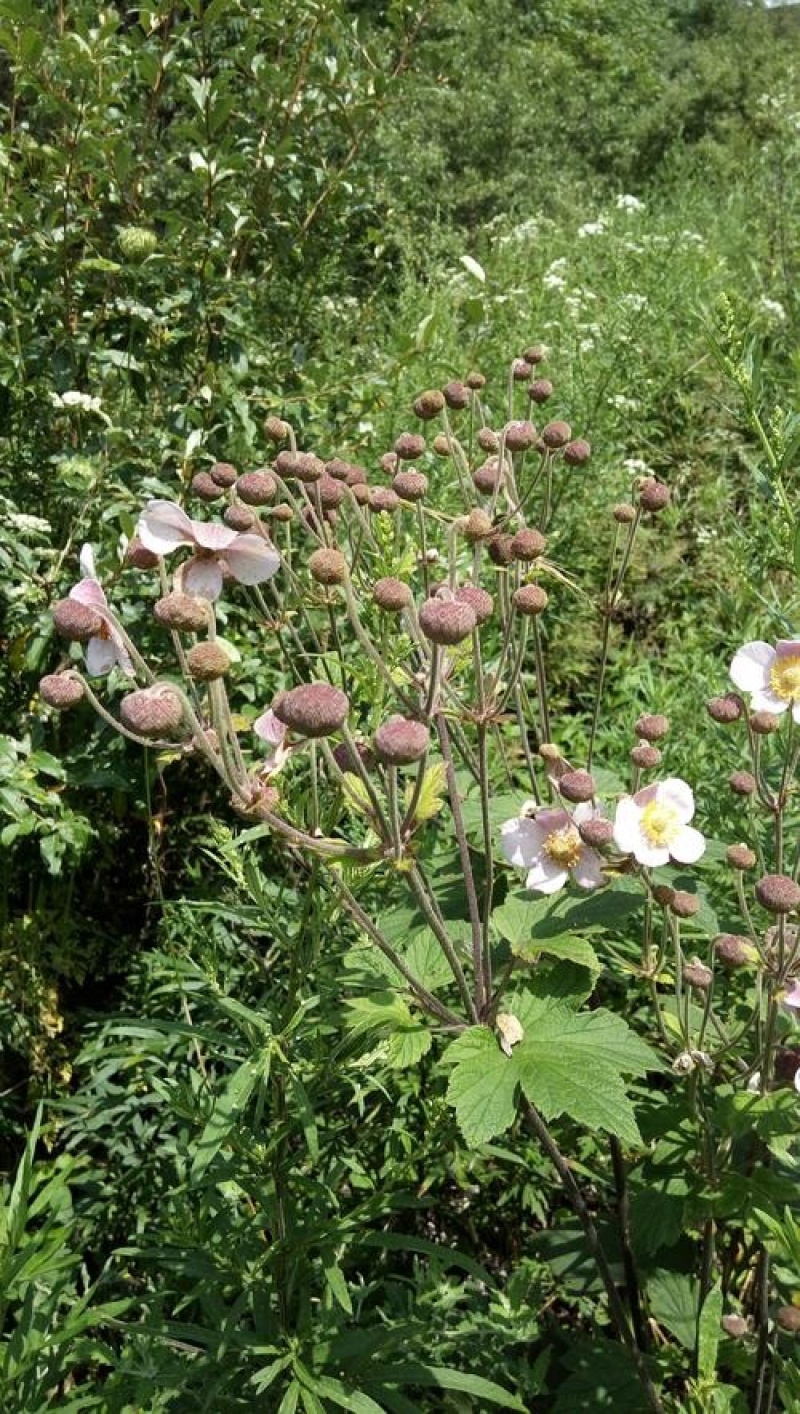 秋牡丹多年生宿根野棉花打破碗碗花观赏花苗盆栽地栽白头翁