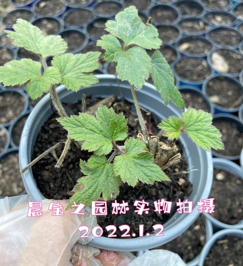 秋牡丹多年生宿根野棉花打破碗碗花观赏花苗盆栽地栽白头翁