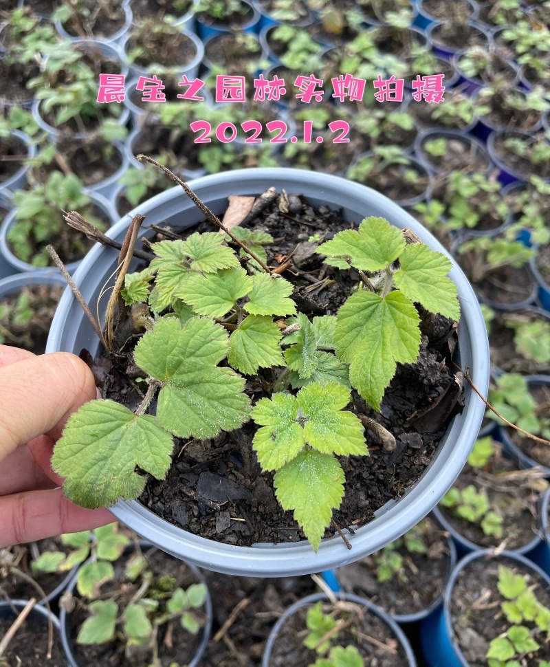 秋牡丹多年生宿根野棉花打破碗碗花观赏花苗盆栽地栽白头翁