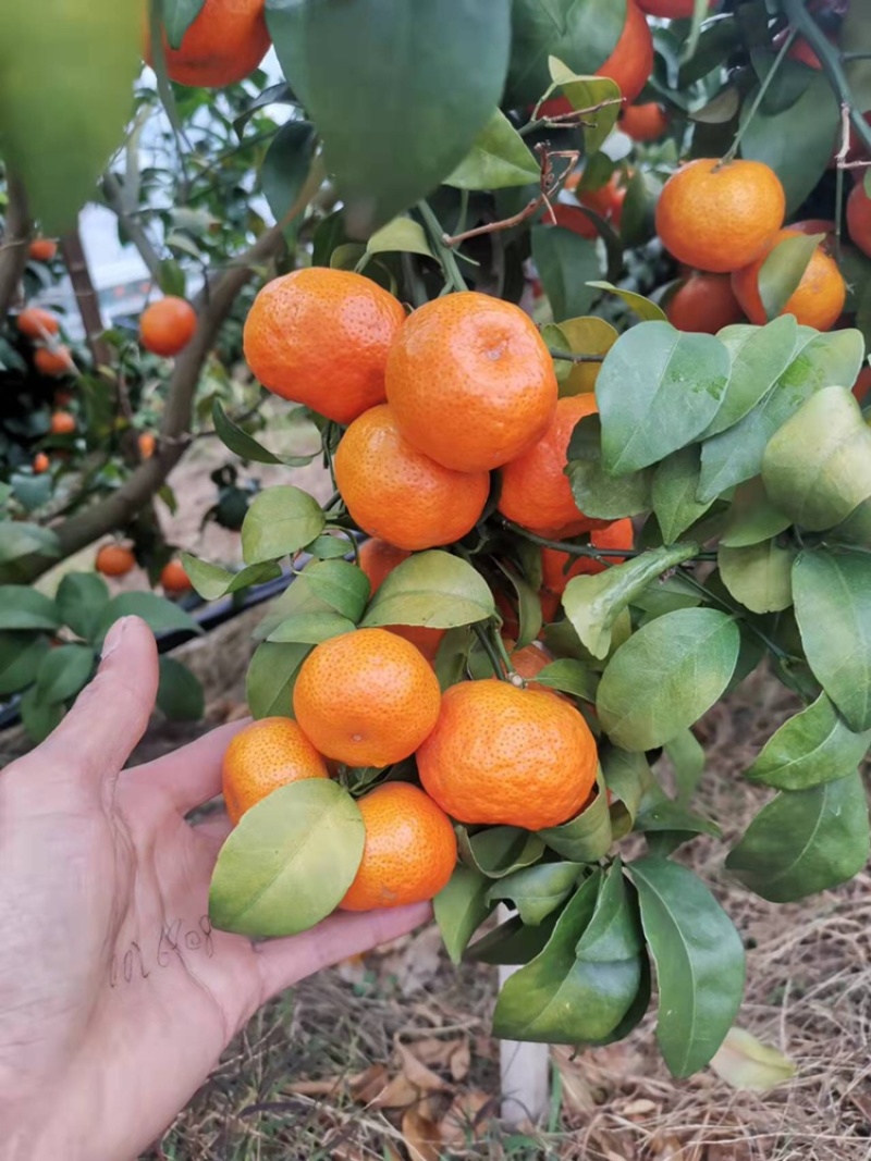 广西沙糖桔，砂糖橘，沙糖桔，基地直供，品质好，果面干净