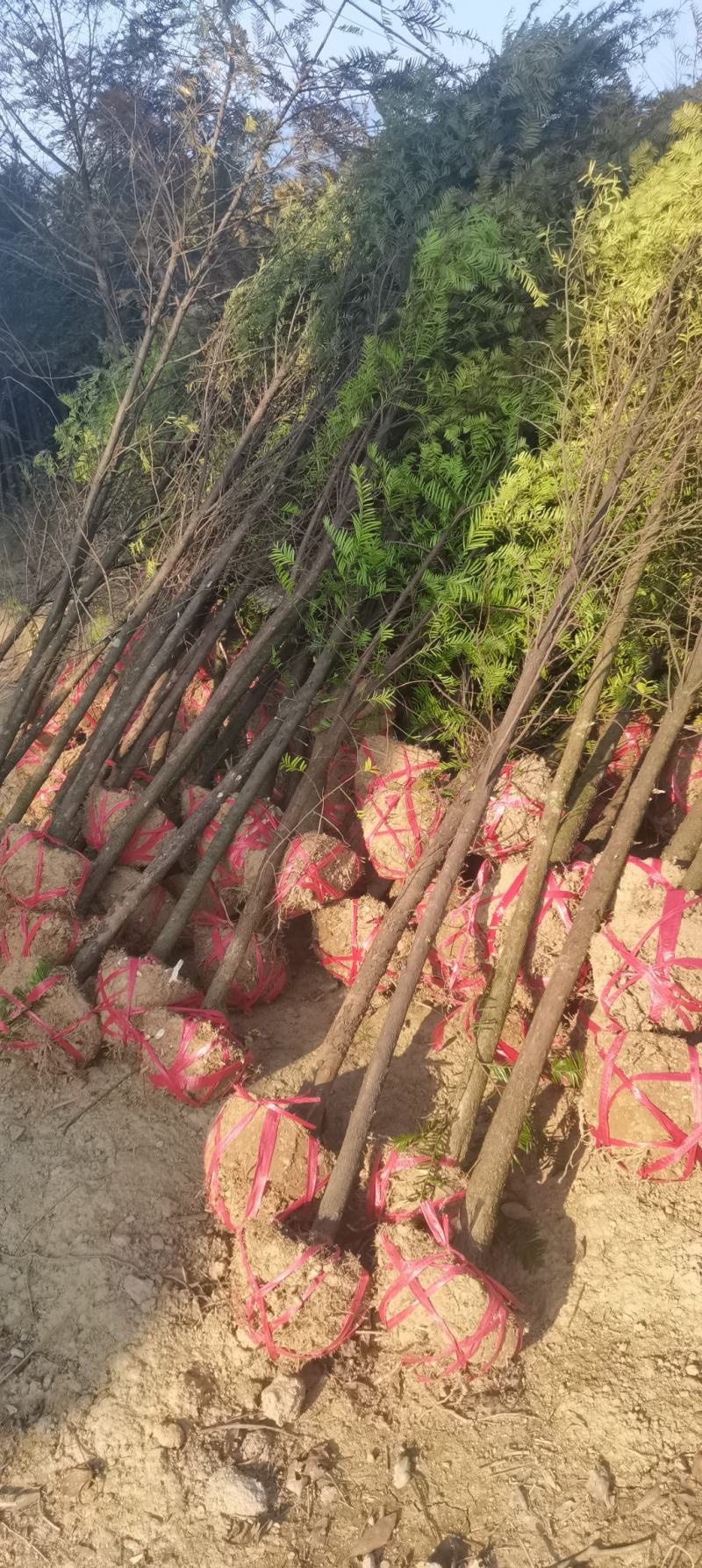 供应2-3-4-5-6公分红豆杉，南方红豆杉苗大量供应