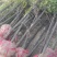 供应2-3-4-5-6公分红豆杉，南方红豆杉苗大量供应