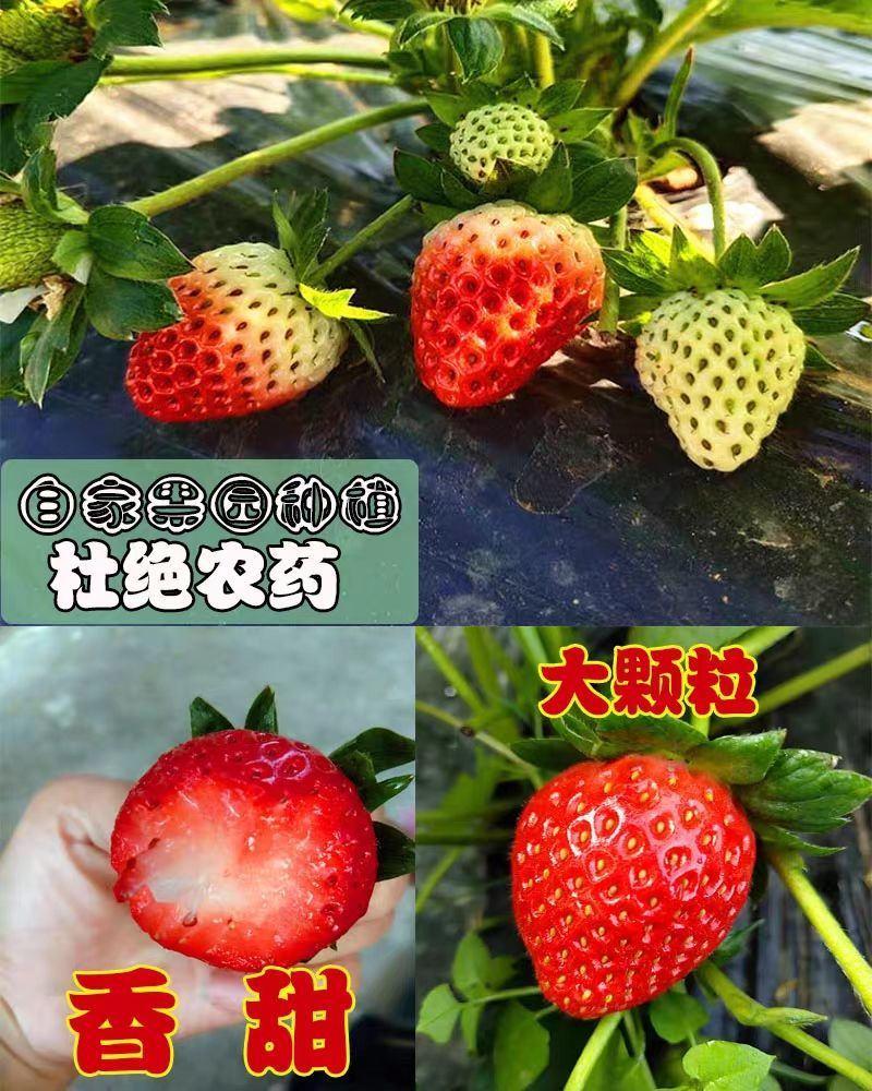 九九草莓奶油草莓推荐好吃的绿色食品