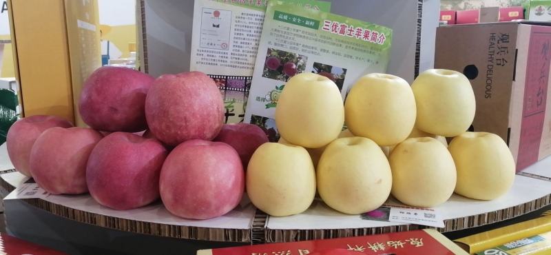 正宗红富士顺平县红富士苹果