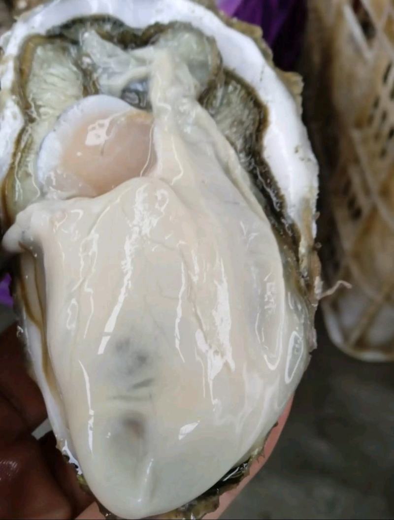 乳山牡蛎/生蚝/二倍体/三倍体养殖销售一体化批发一件代发