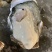 乳山牡蛎/生蚝/二倍体/三倍体养殖销售一体化批发一件代发
