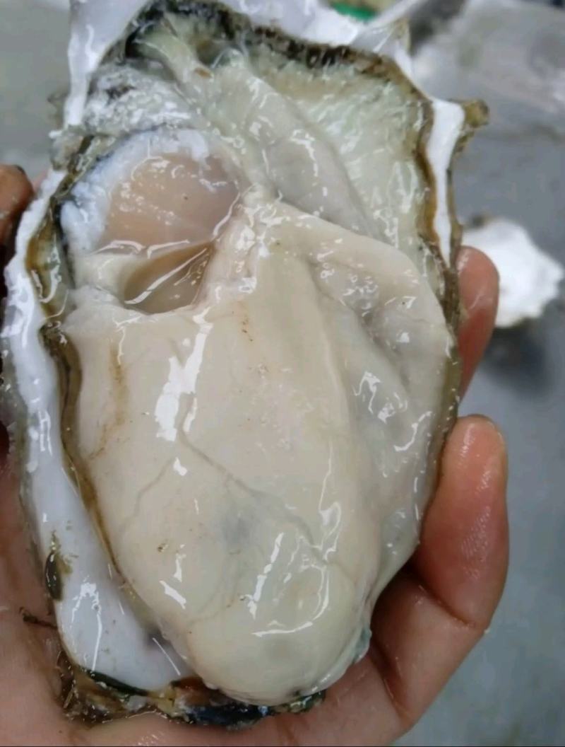乳山牡蛎/生蚝/二倍体/三倍体养殖销售一体化批发一件代发