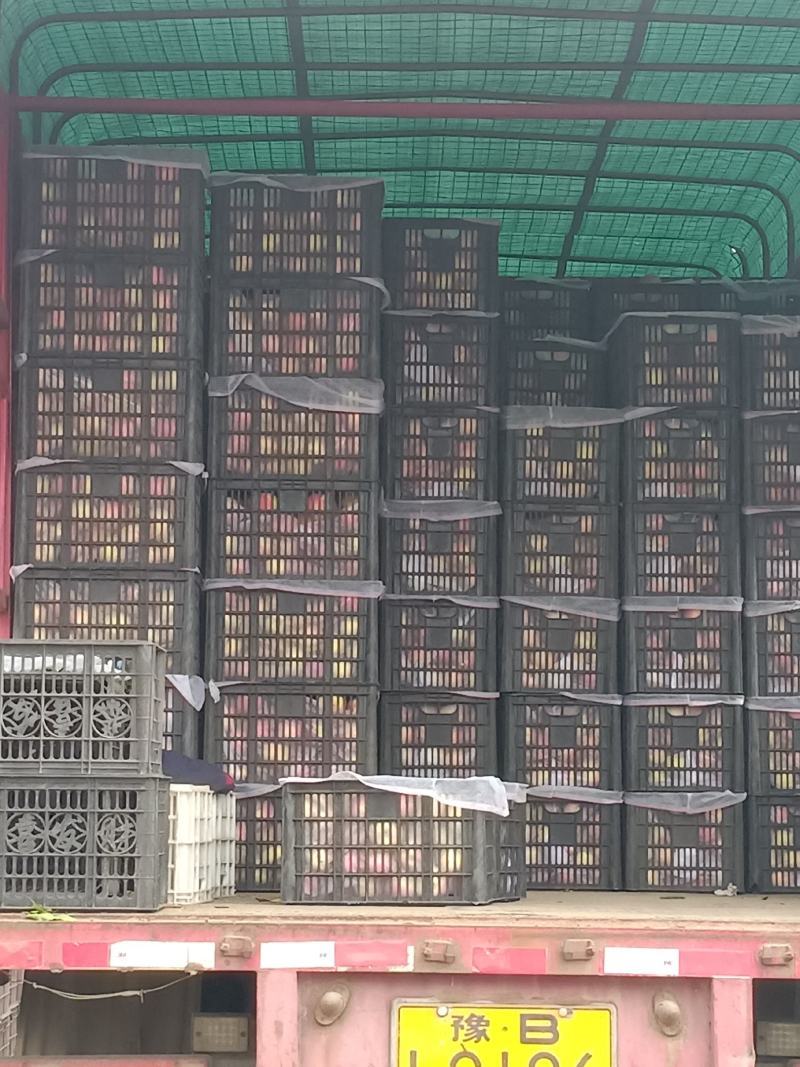 苹果红富士苹果产地直销口感脆甜货源稳定全国视频看发货