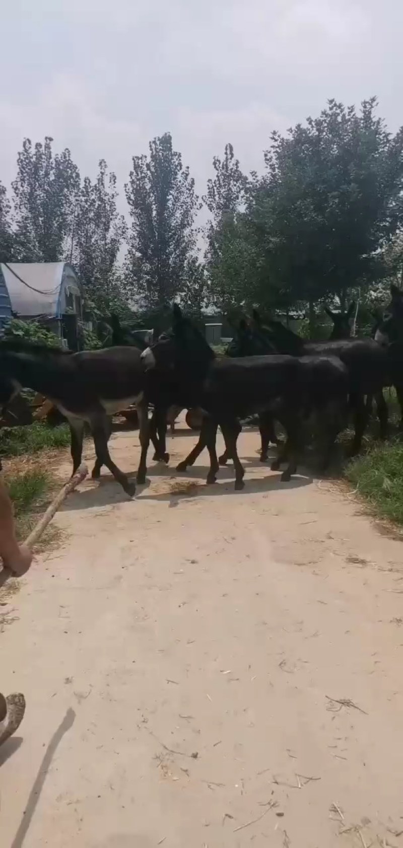 甘肃肉驴，活驴，驴苗繁殖母驴，全国发货，保质保量，量大优