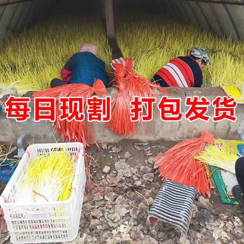 山东蒜黄大量上市，新鲜现割，头茬好货，质量保证，代发全国
