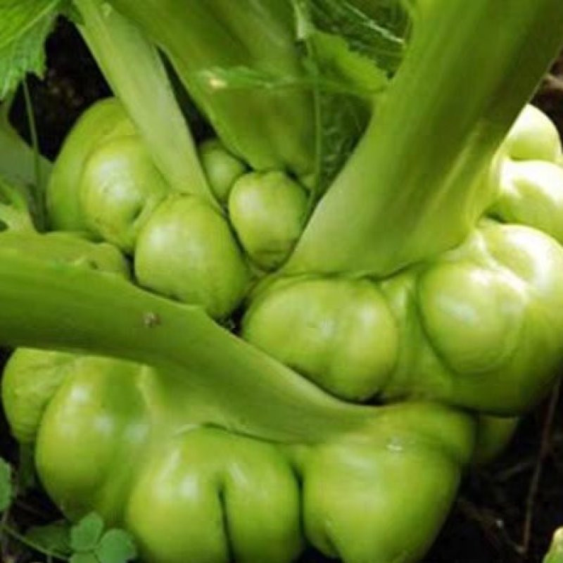 基地种植涪陵榨菜榨菜鲜榨菜工厂榨菜榨菜