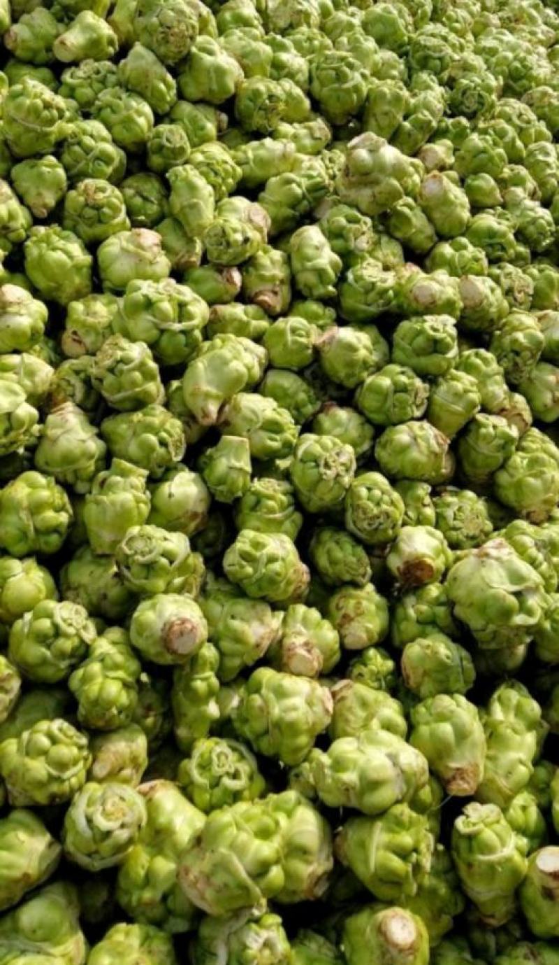 基地种植涪陵榨菜榨菜鲜榨菜工厂榨菜榨菜