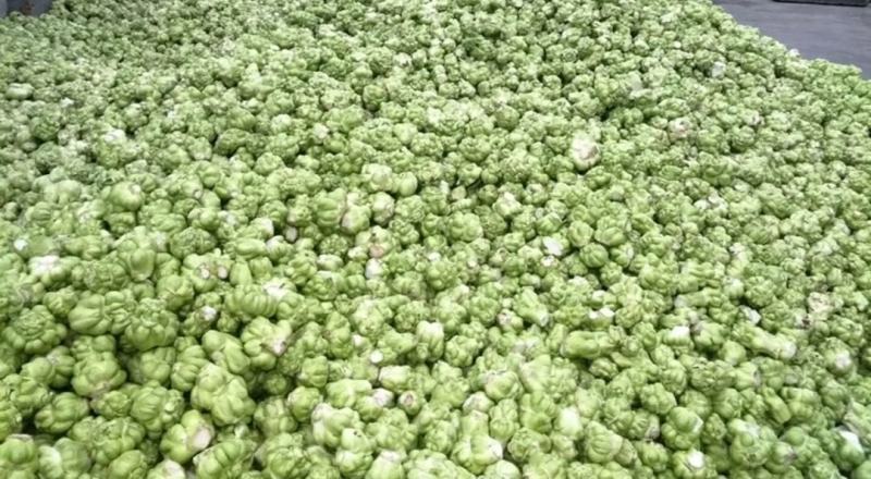 基地种植涪陵榨菜榨菜鲜榨菜工厂榨菜榨菜