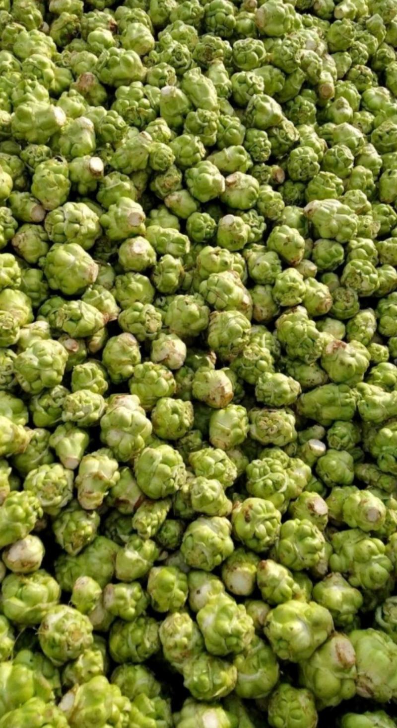 基地种植涪陵榨菜榨菜鲜榨菜工厂榨菜榨菜