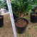 梅红杜鹃260杯四季开花绿植花卉盆景绿化