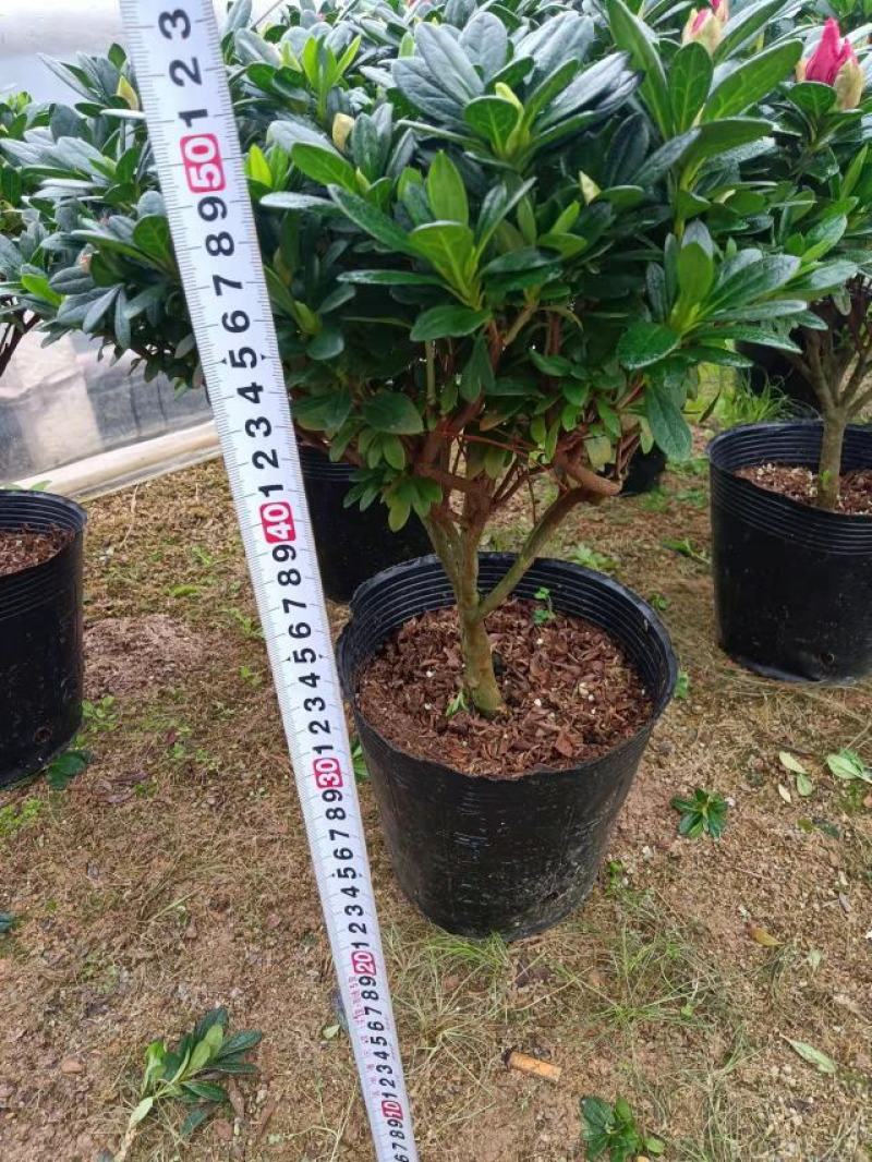 梅红杜鹃260杯四季开花绿植花卉盆景绿化