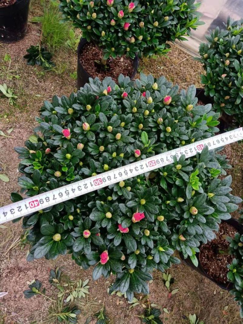 梅红杜鹃260杯四季开花绿植花卉盆景绿化