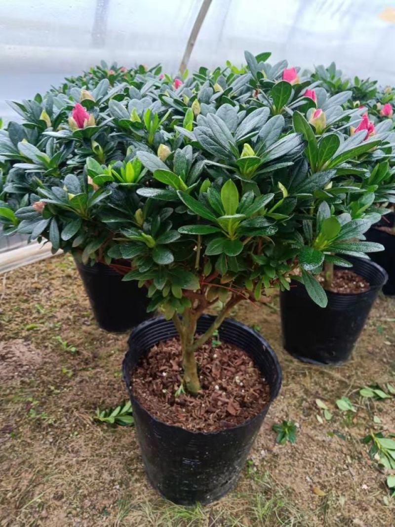 梅红杜鹃260杯四季开花绿植花卉盆景绿化
