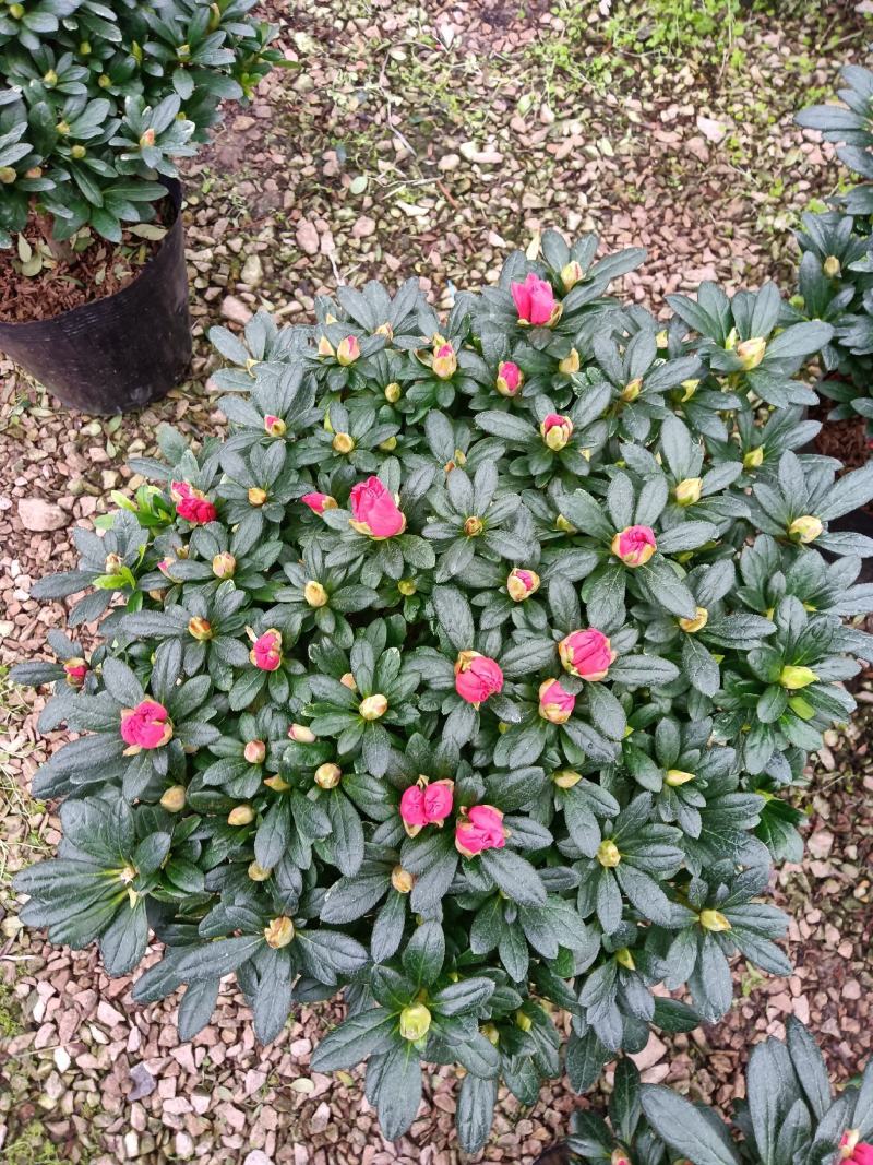 梅红杜鹃260杯四季开花绿植花卉盆景绿化