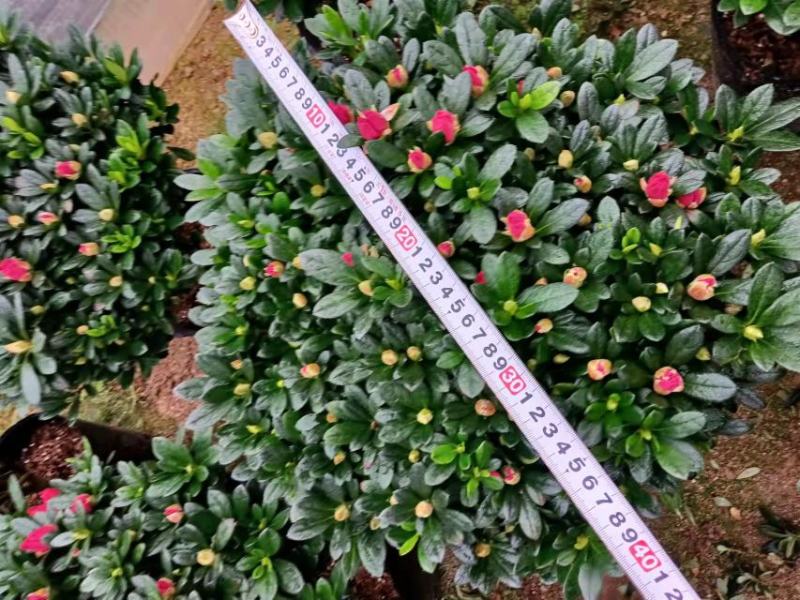 梅红杜鹃260杯四季开花绿植花卉盆景绿化