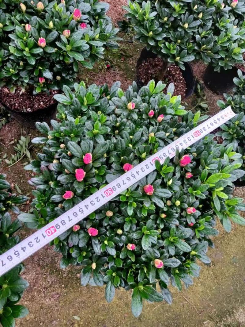 梅红杜鹃260杯四季开花绿植花卉盆景绿化