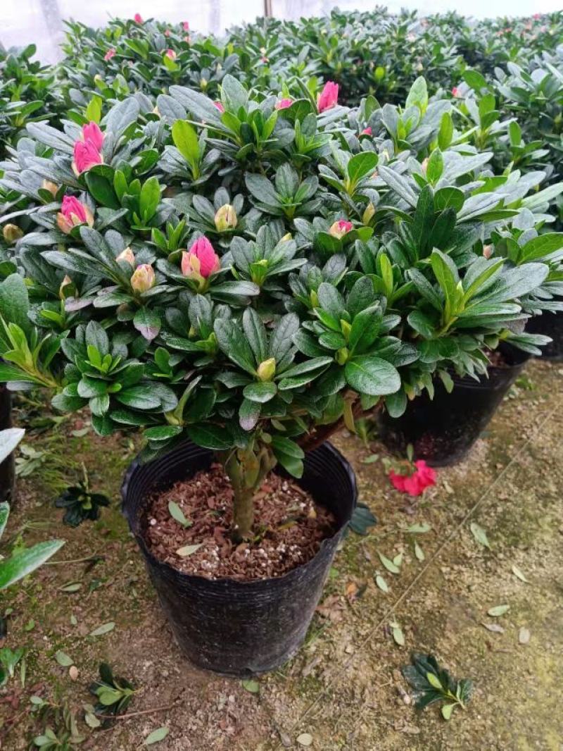 梅红杜鹃260杯四季开花绿植花卉盆景绿化