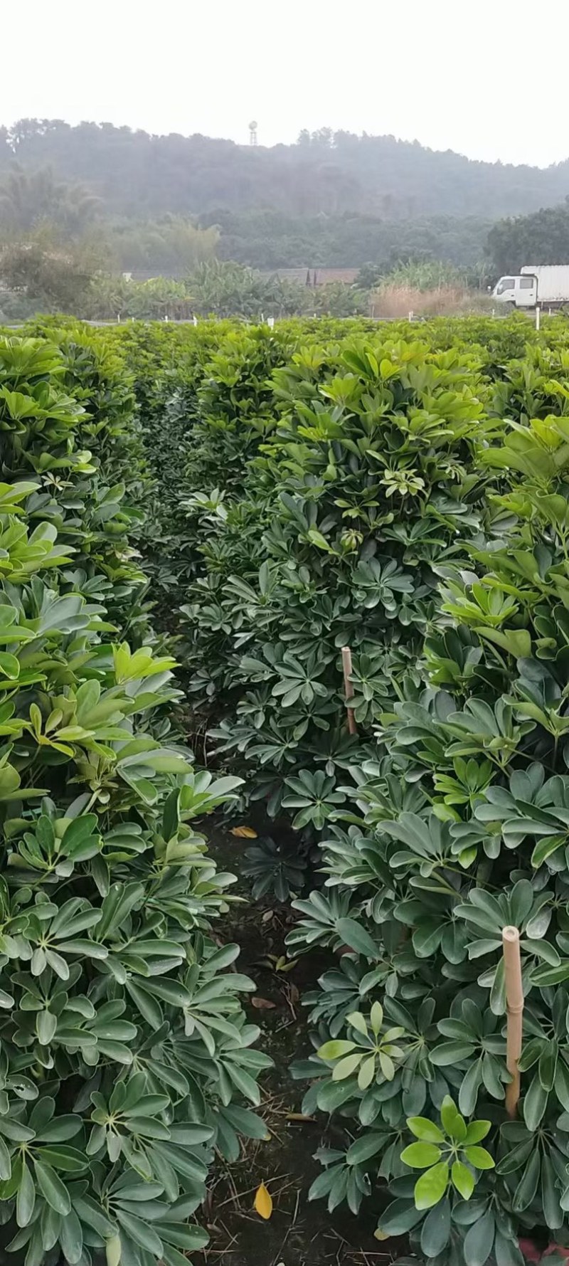 A货鸭脚木，一米多，实物图片，量大从优！