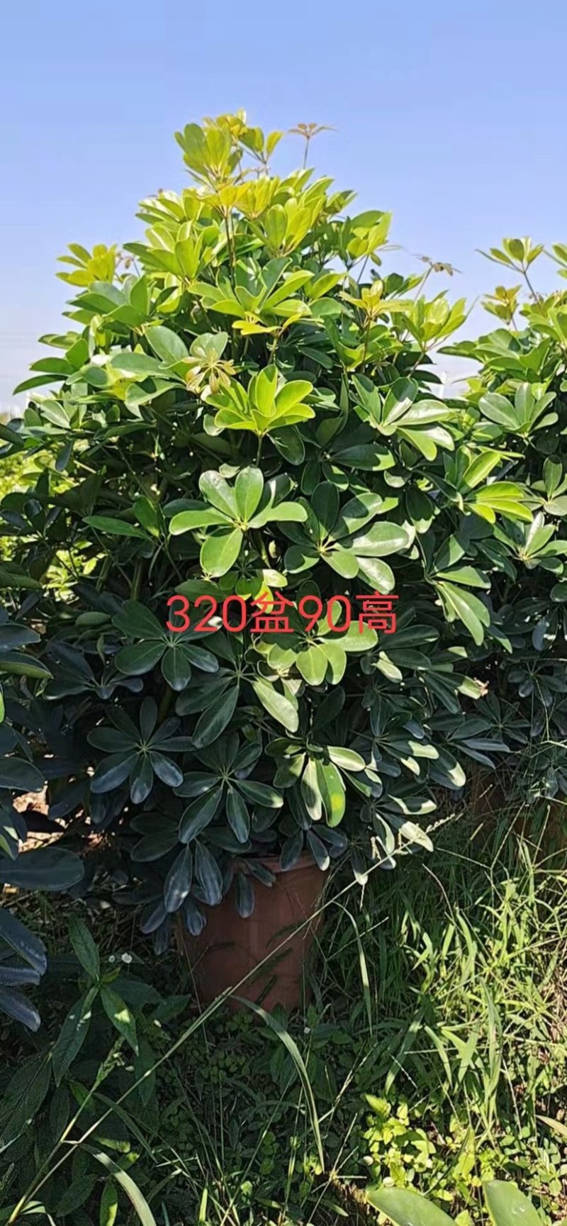 A货鸭脚木，一米多，实物图片，量大从优！