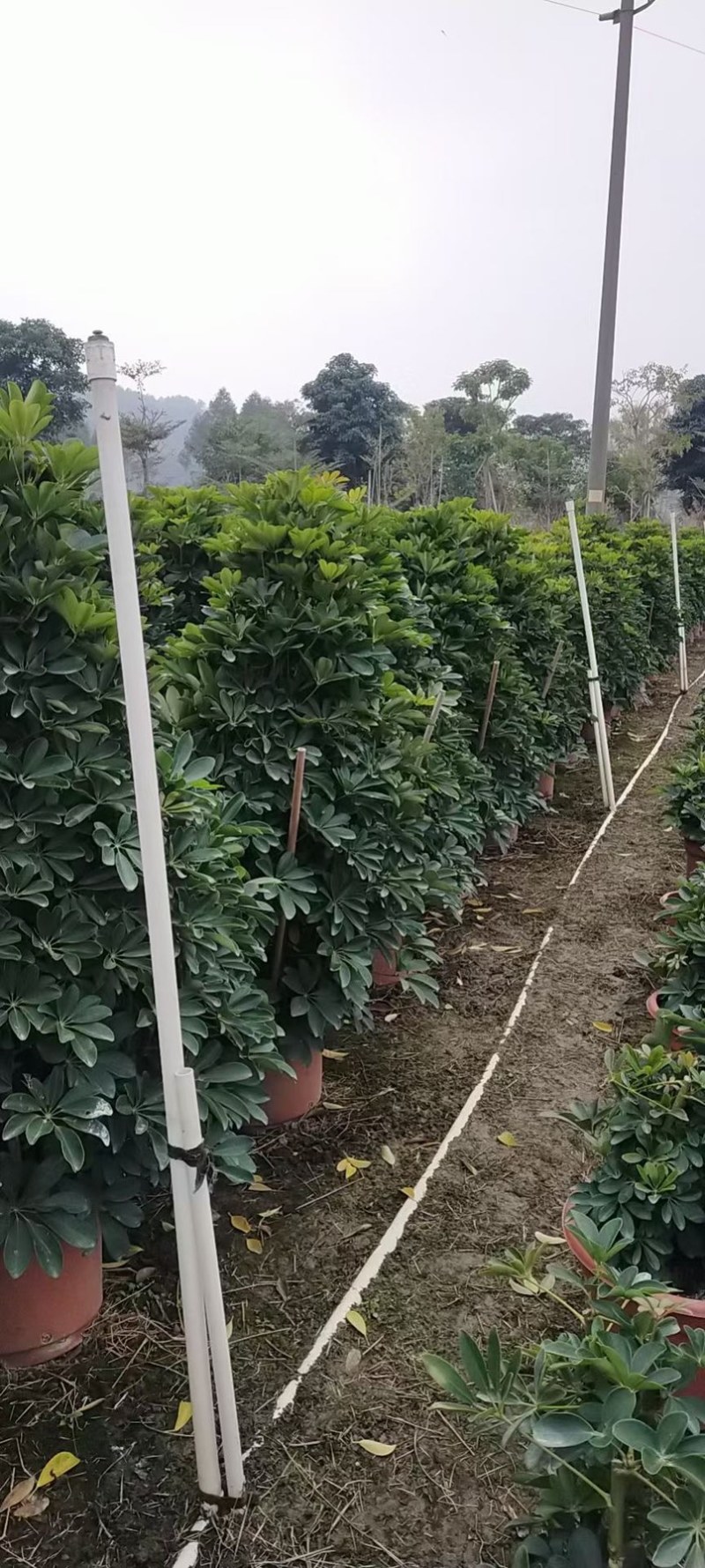 A货鸭脚木，一米多，实物图片，量大从优！