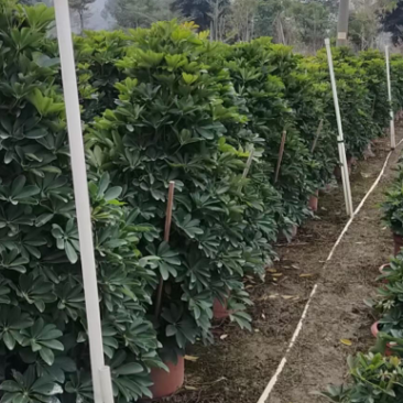 A货鸭脚木，一米多，实物图片，量大从优！