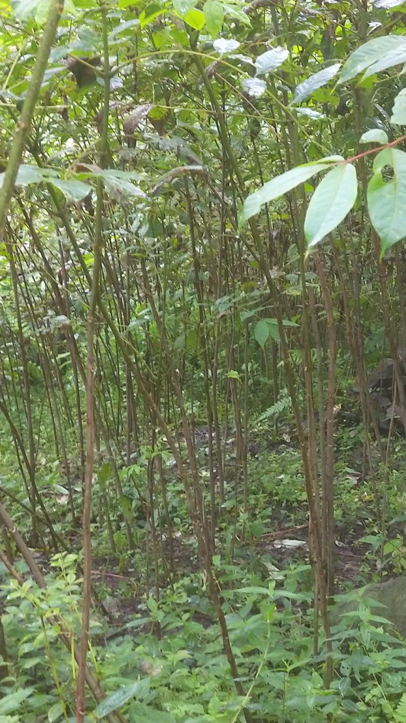 黄柏种子