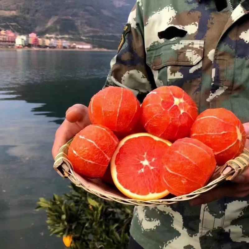 血橙血丝塔罗科默科特基地电商小果➕一件代发