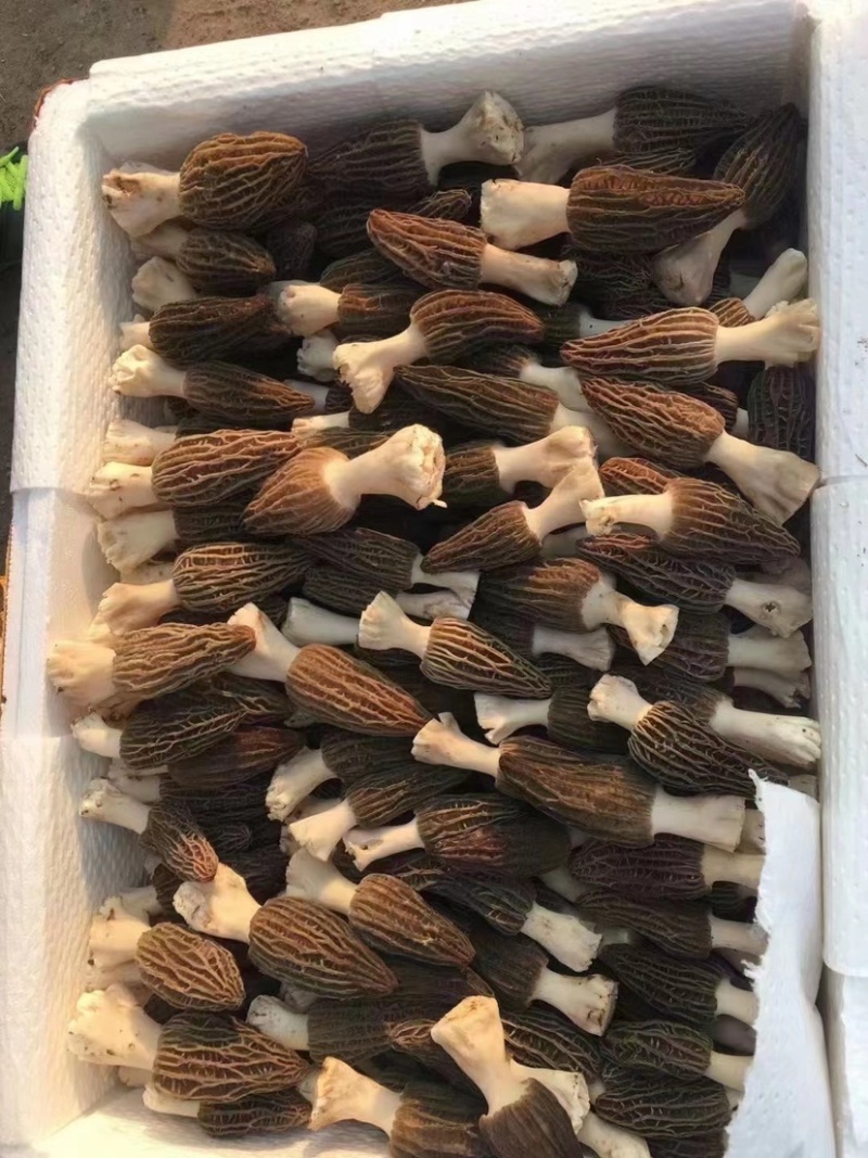 2022年羊肚菌鲜货羊肚菌